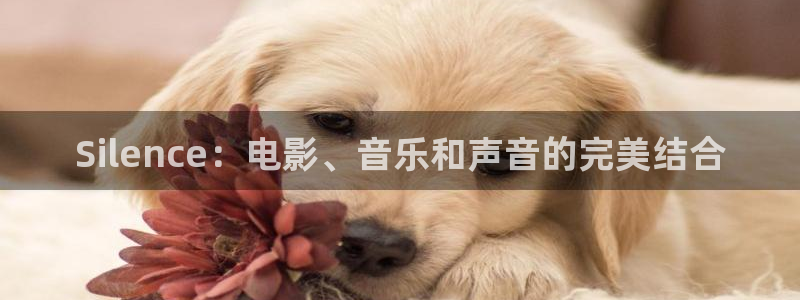 探花视频完整版：Silence：电影、音乐和声音的完美结合